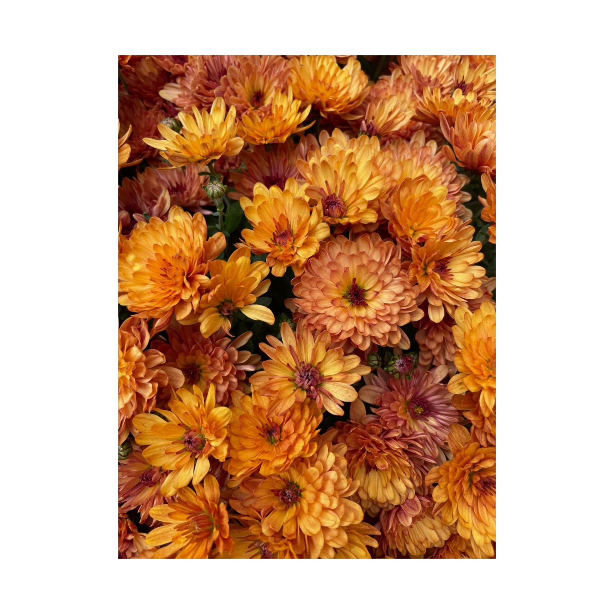 Mums The Word poster V