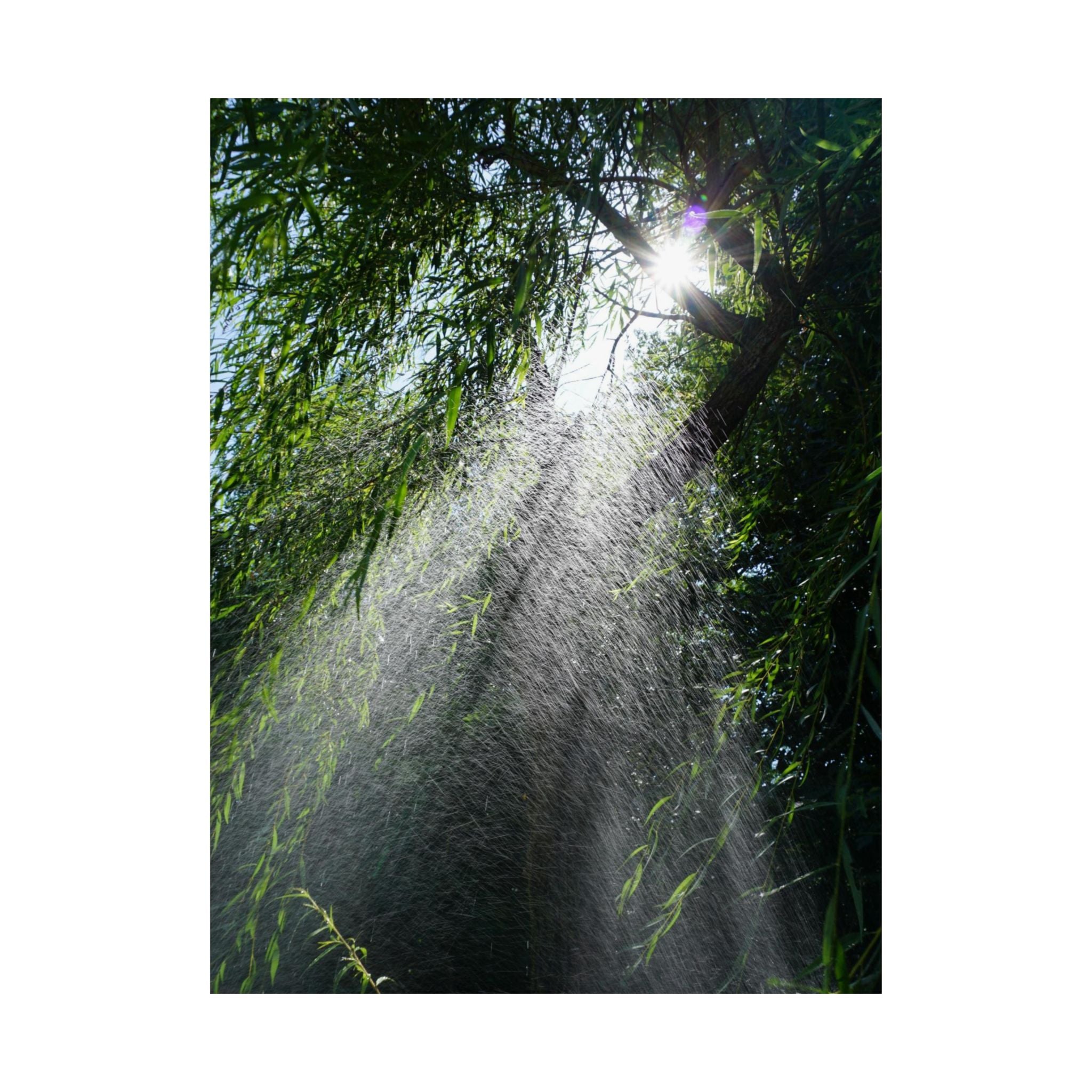 Sprinkled Through Branches poster