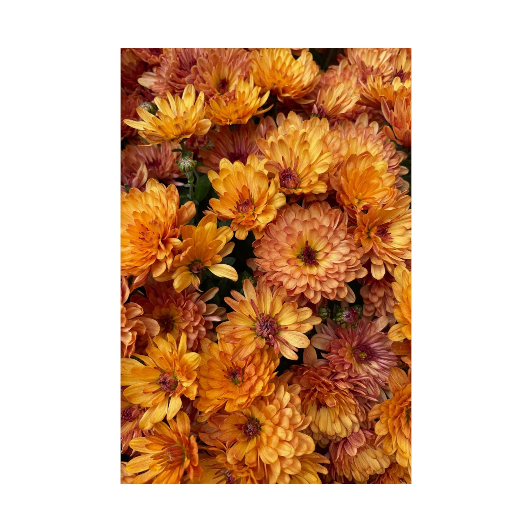 Mums The Word poster V