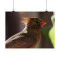 Profile Of A Cardinal poster