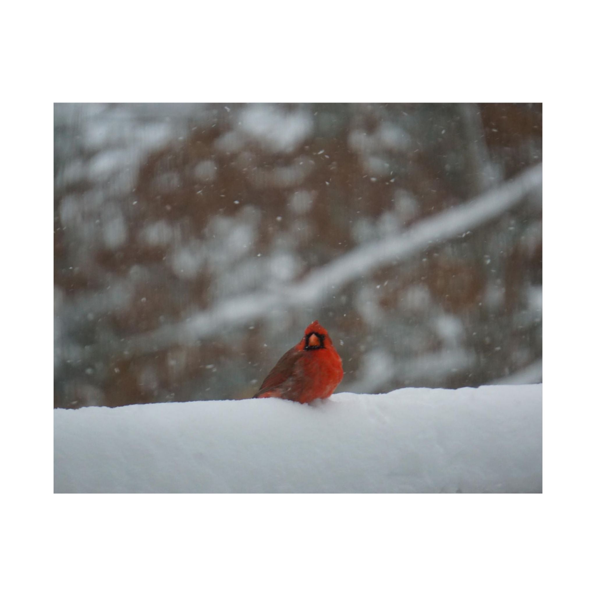 Cardinal In The Snow poster