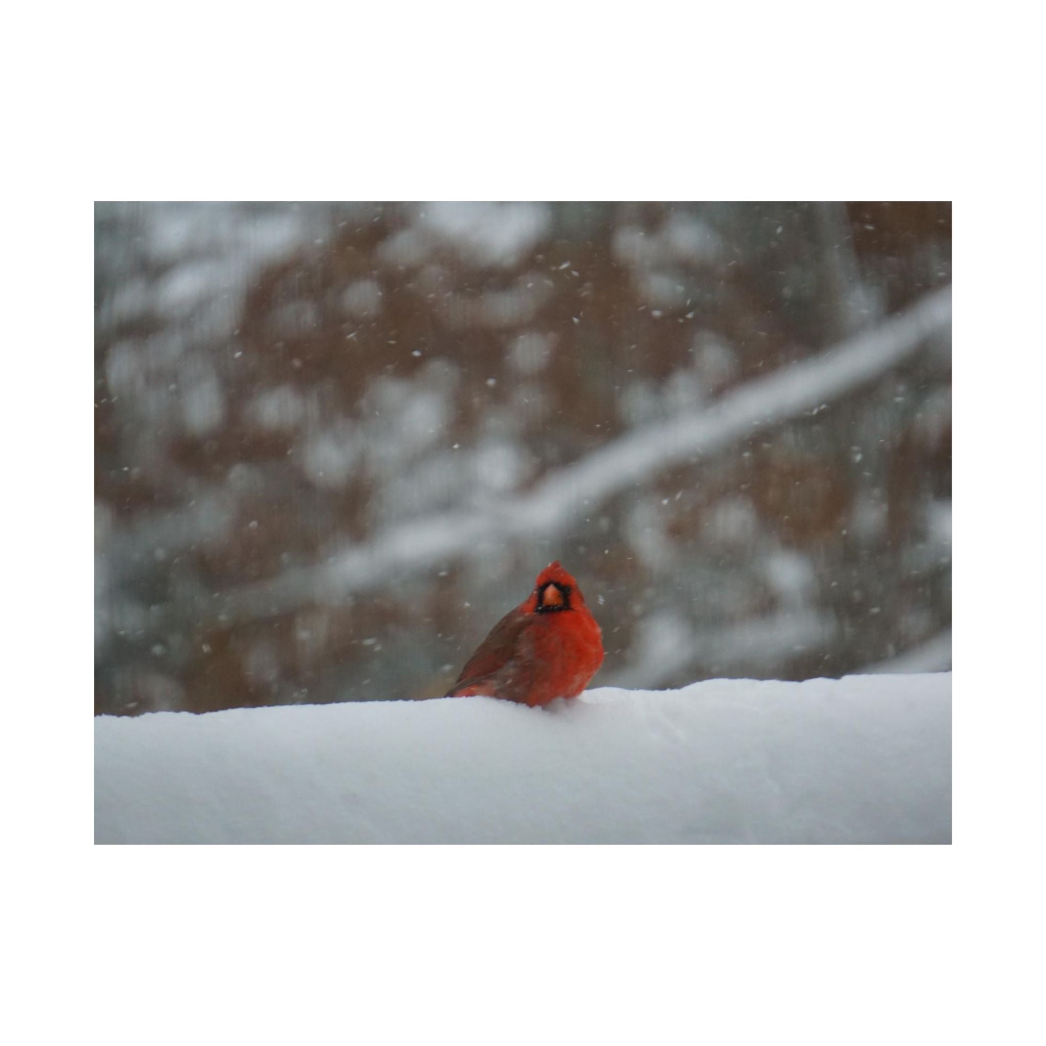 Cardinal In The Snow poster