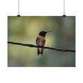 Hanging Out Hummingbird poster