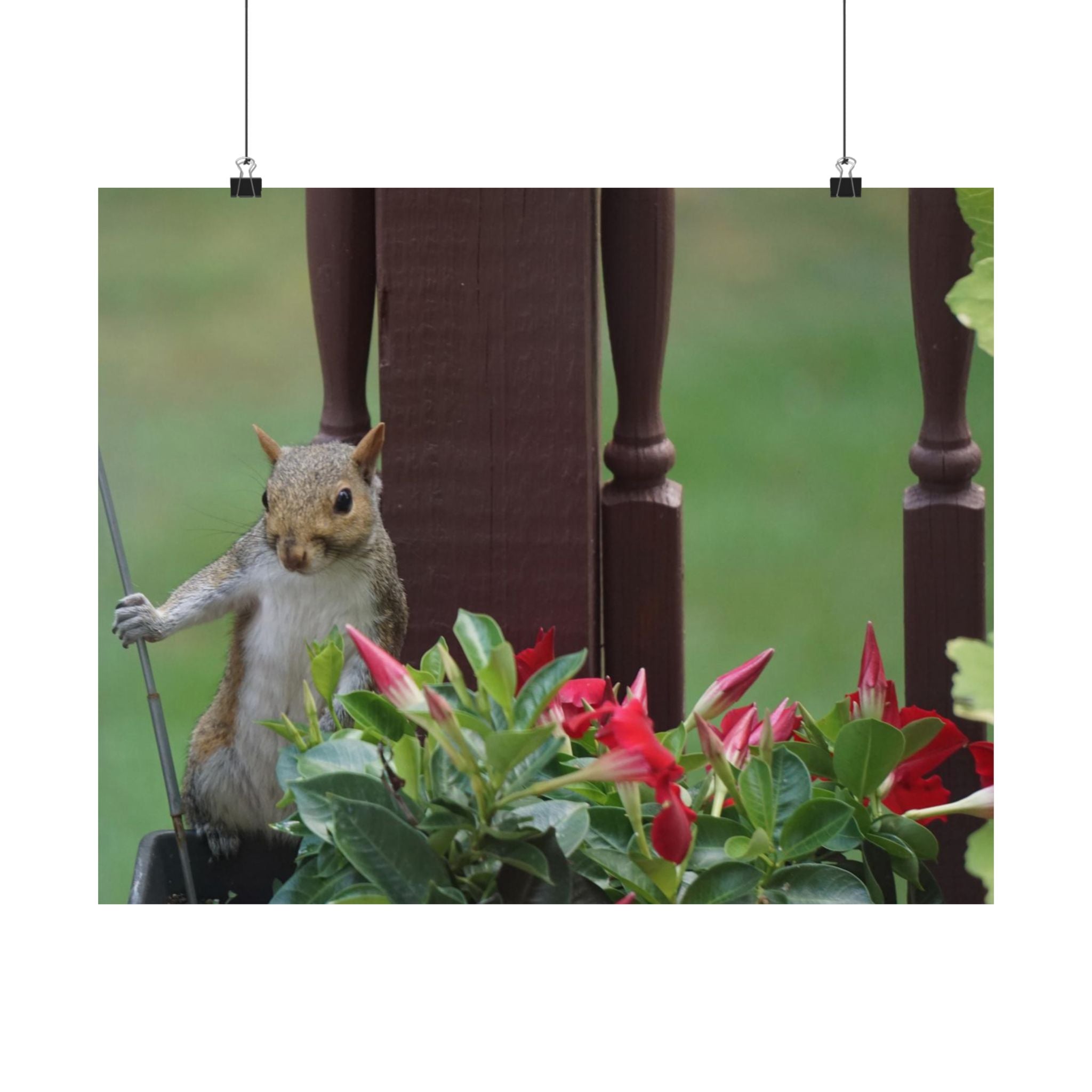 Searcher Squirrel poster