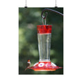 Heads Up Hummingbird poster