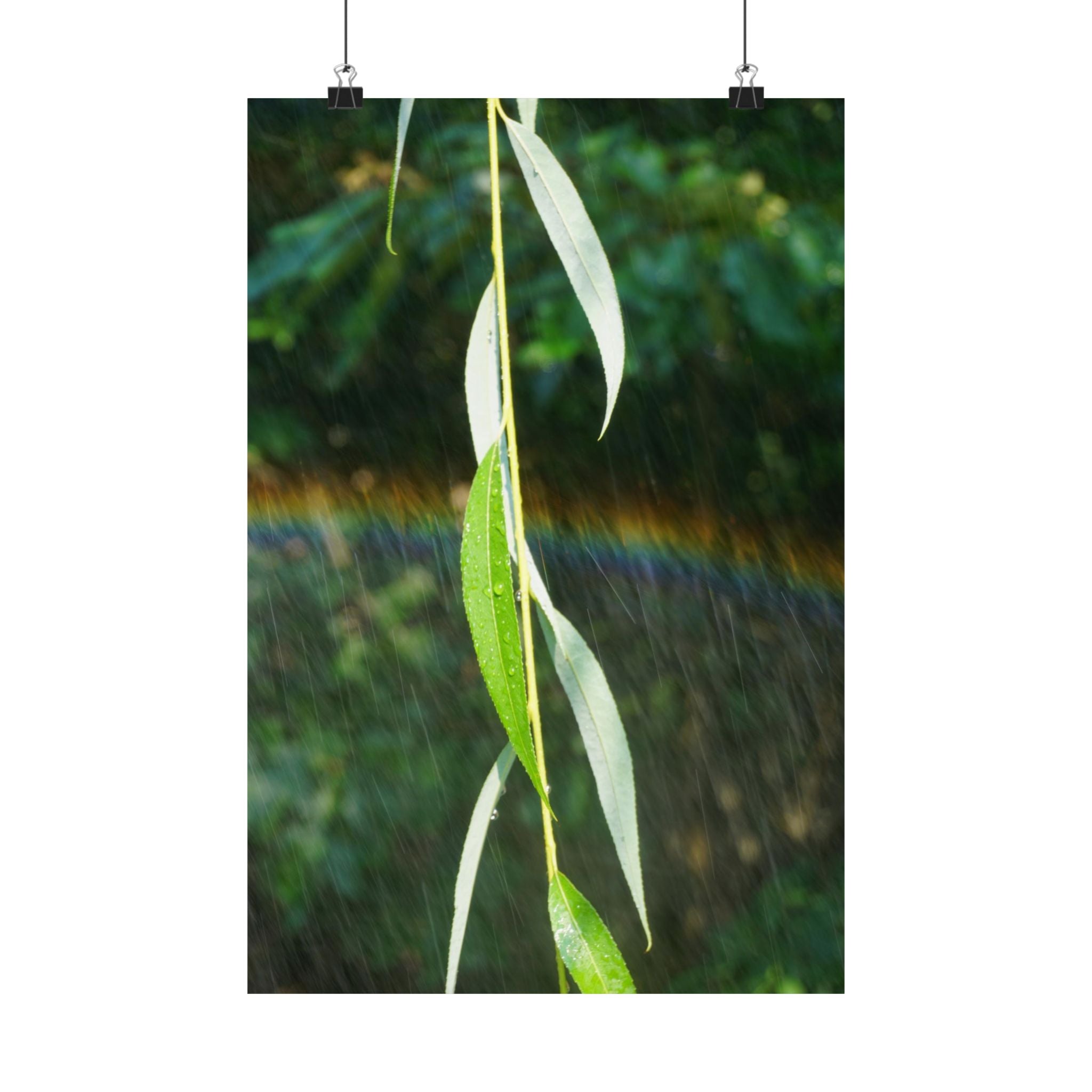 Willow's Rainbow