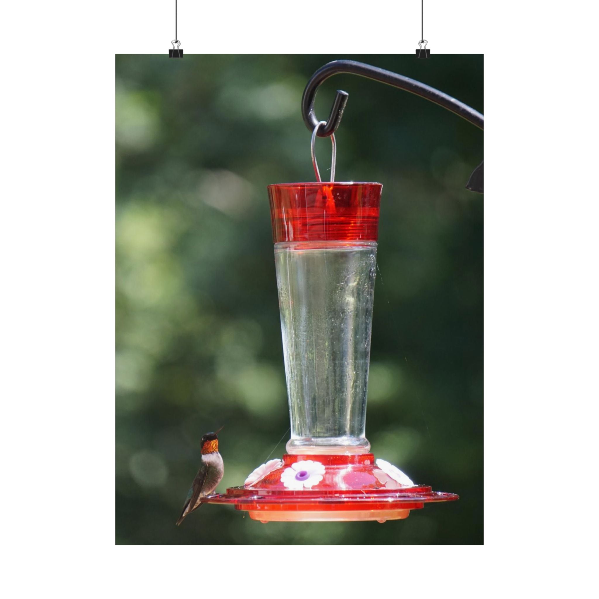 Heads Up Hummingbird poster