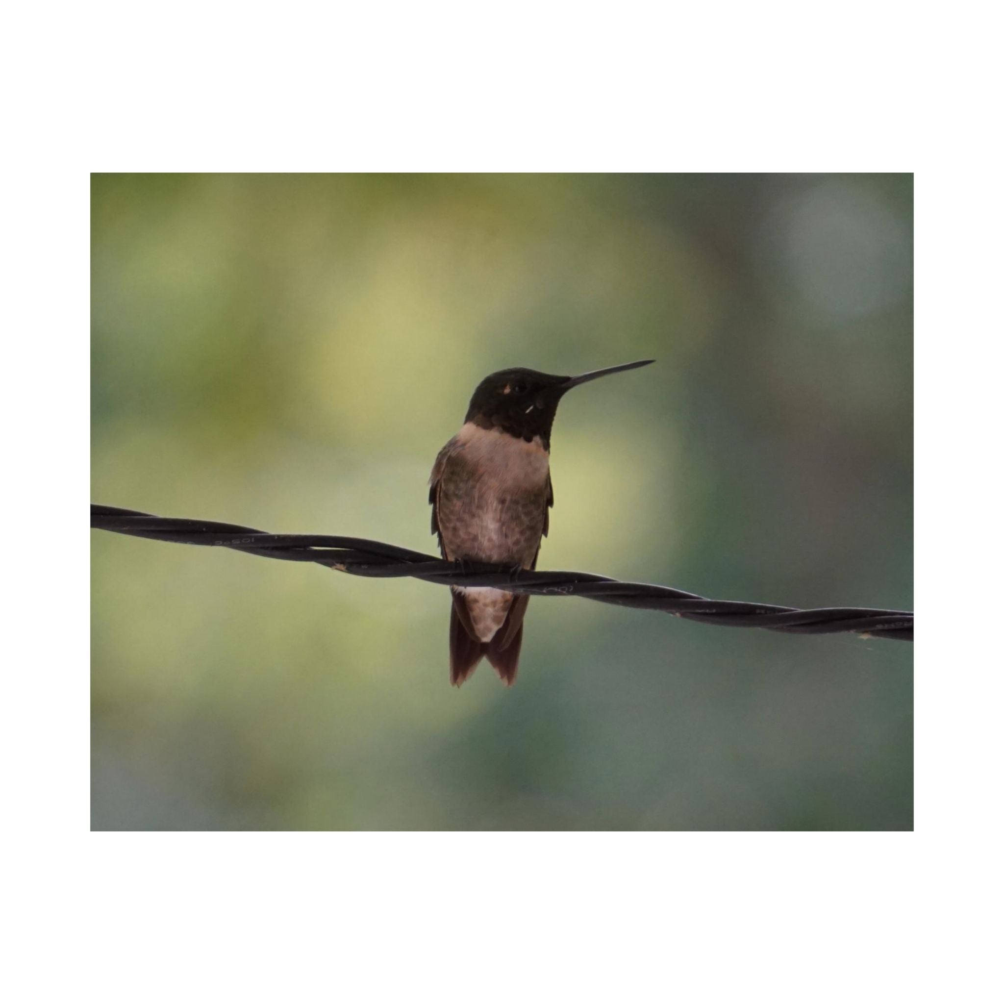 Hanging Out Hummingbird poster