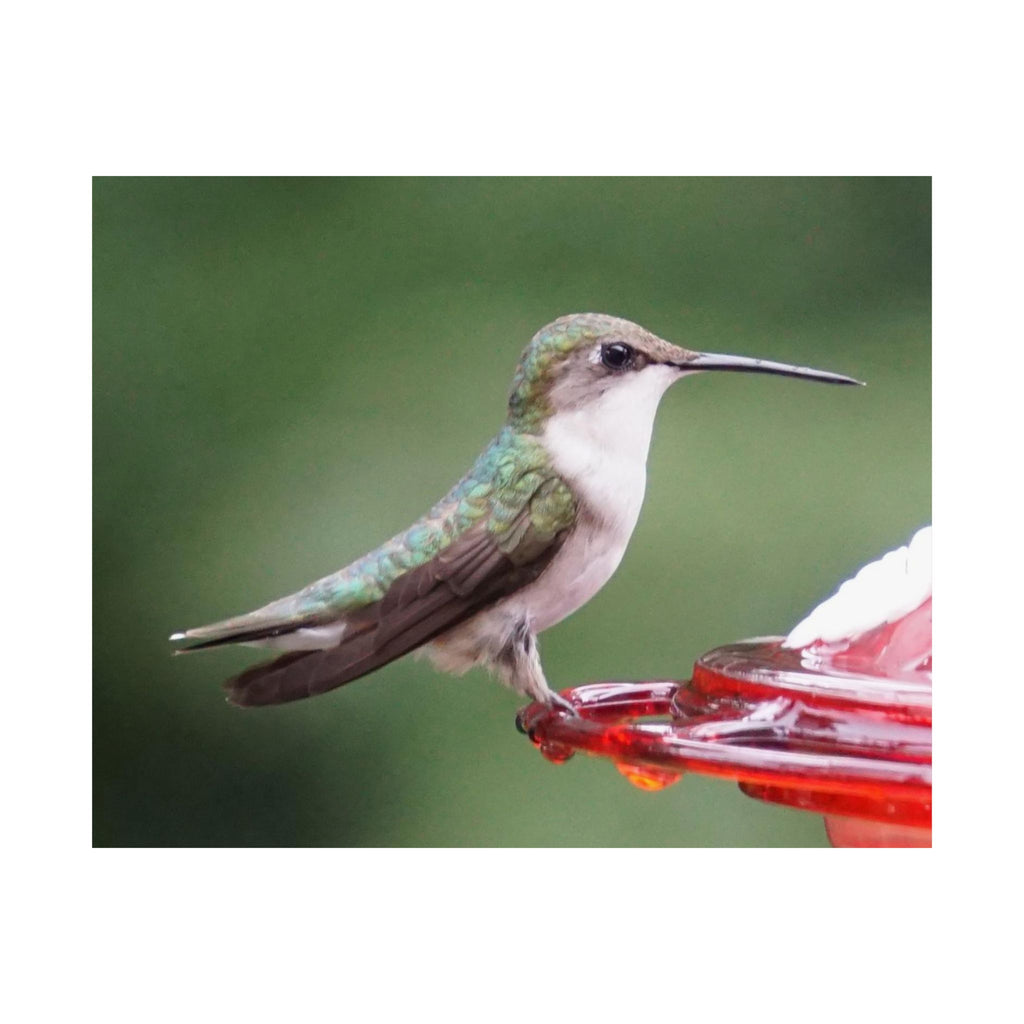 The Hummingbird poster