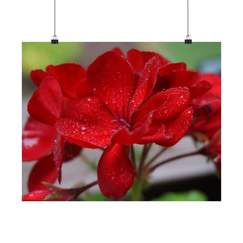 Drops Of Petals poster