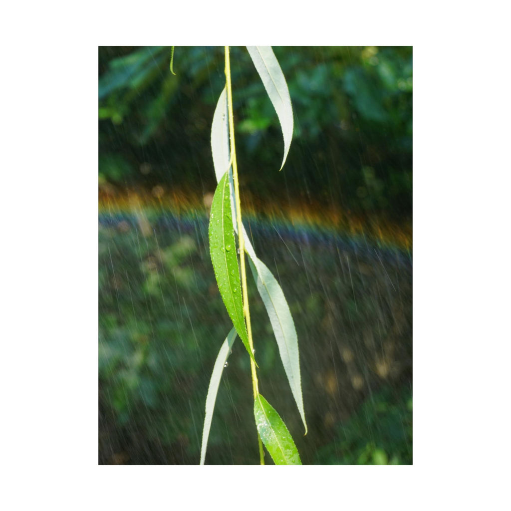Willow's Rainbow