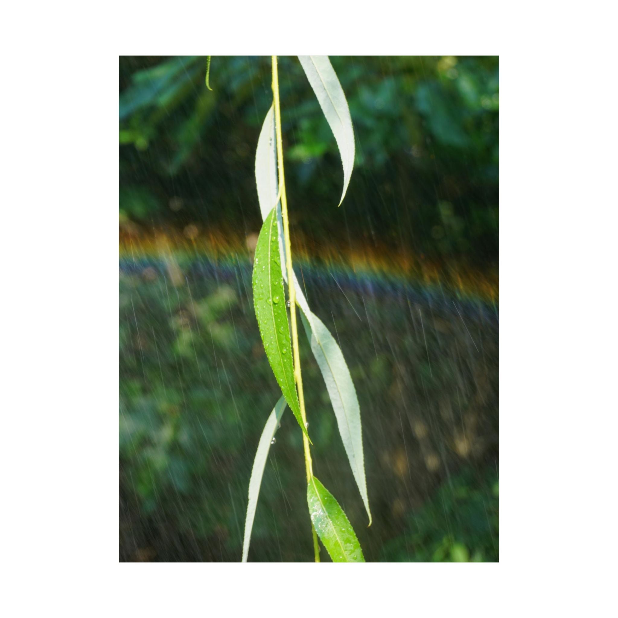 Willow's Rainbow