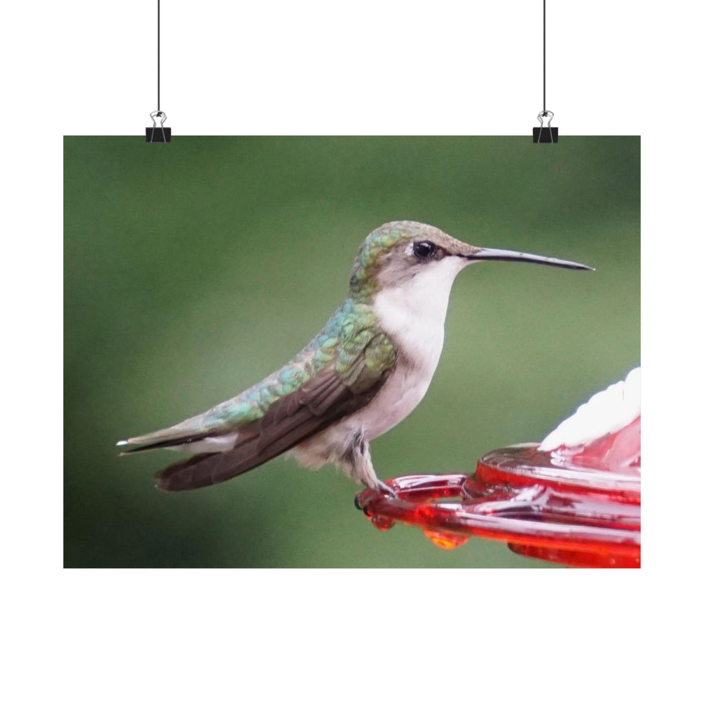 The Hummingbird poster
