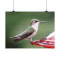 The Hummingbird poster