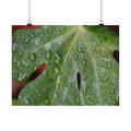 Fig Tree Tears poster