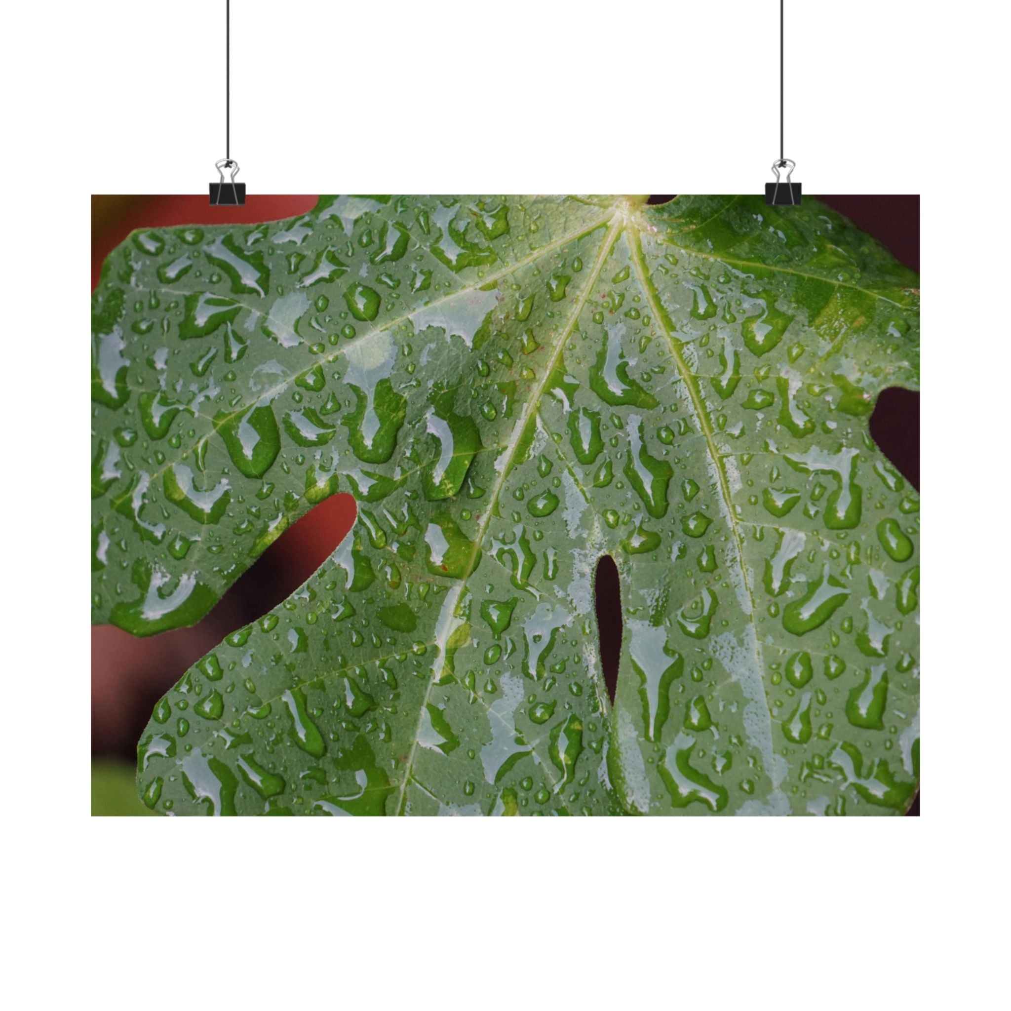 Fig Tree Tears poster