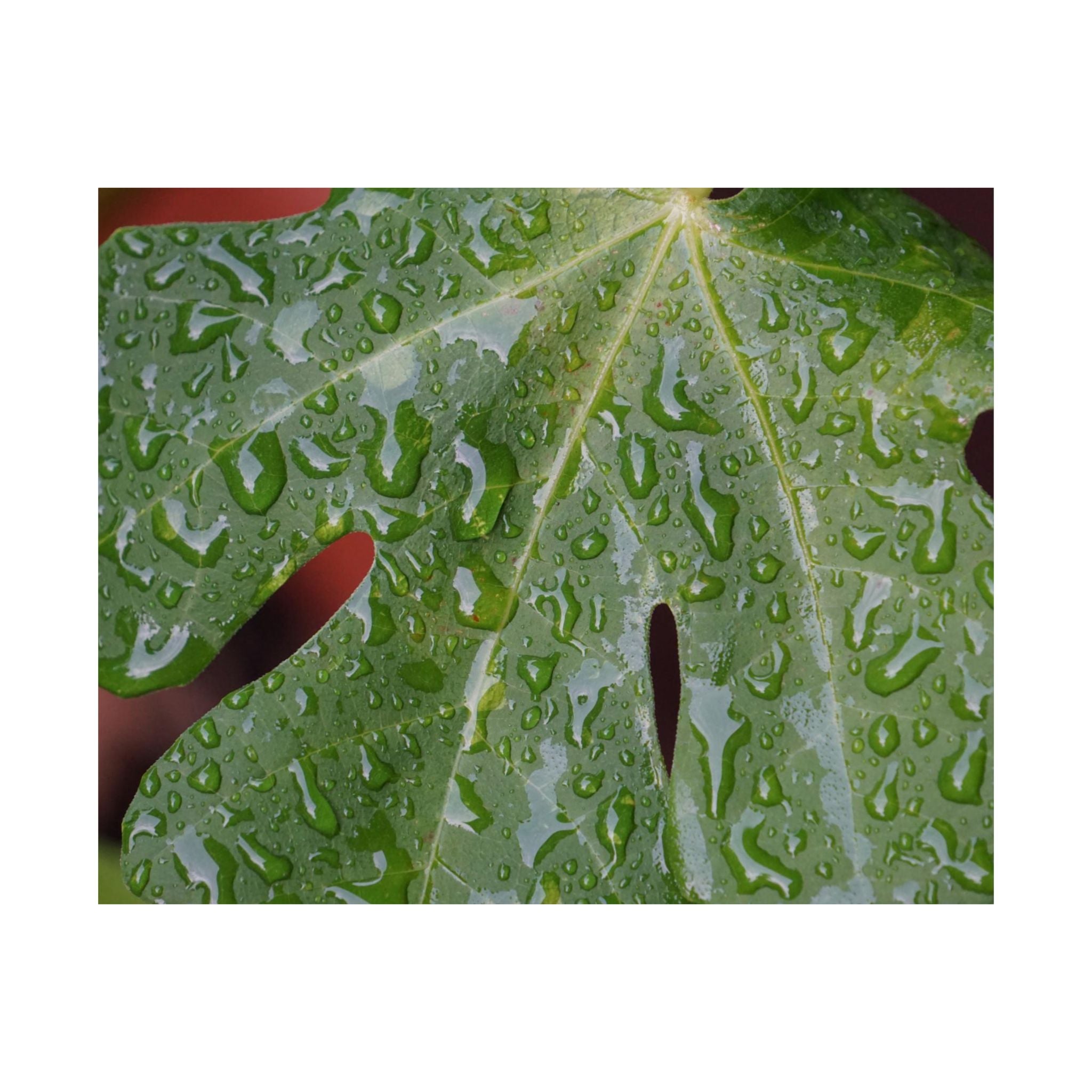 Fig Tree Tears poster