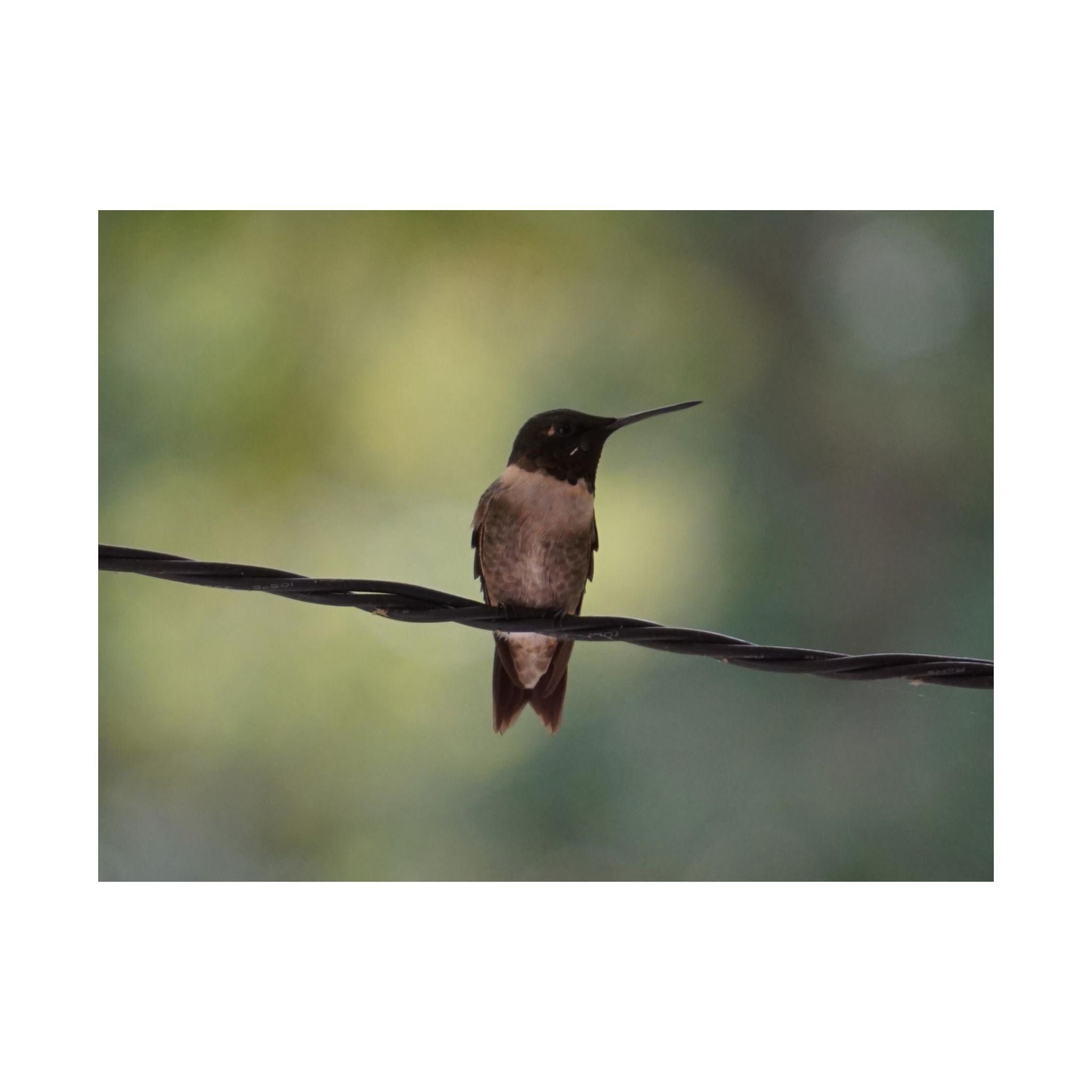 Hanging Out Hummingbird poster