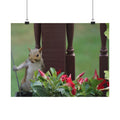 Searcher Squirrel poster