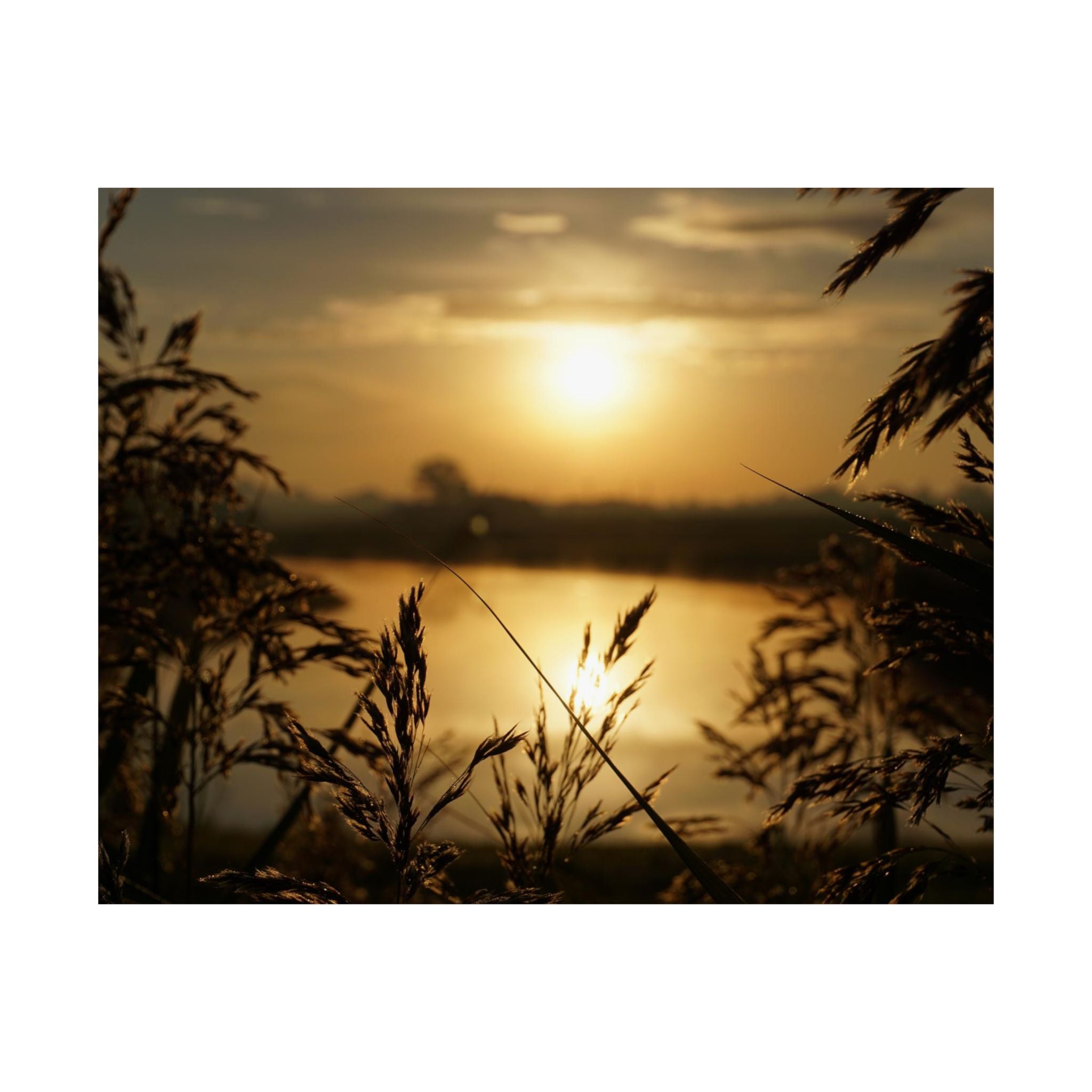 Morning Through The Reeds poster