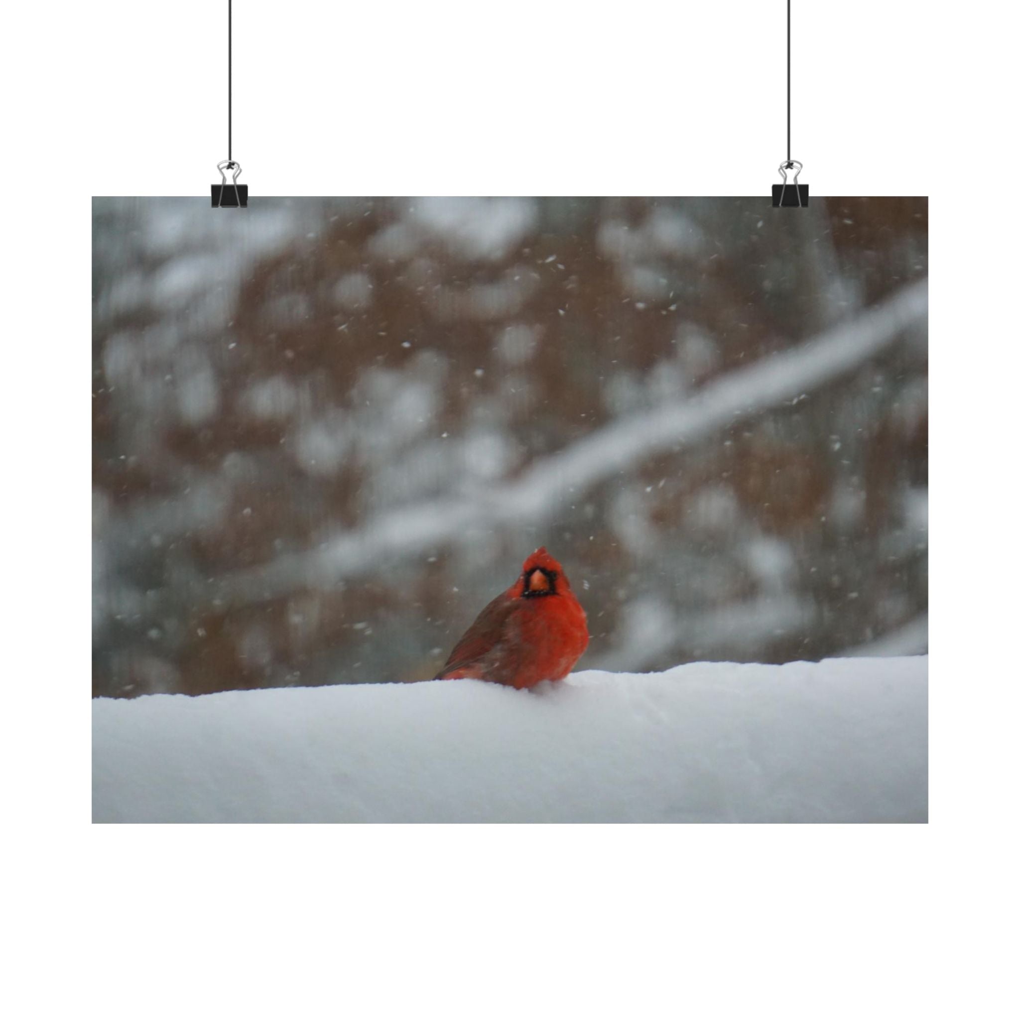 Cardinal In The Snow poster