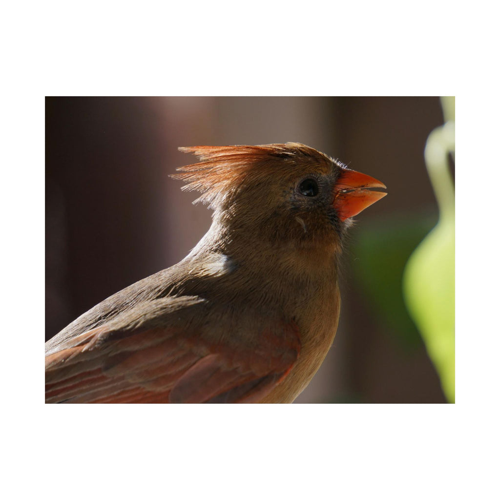 Profile Of A Cardinal poster