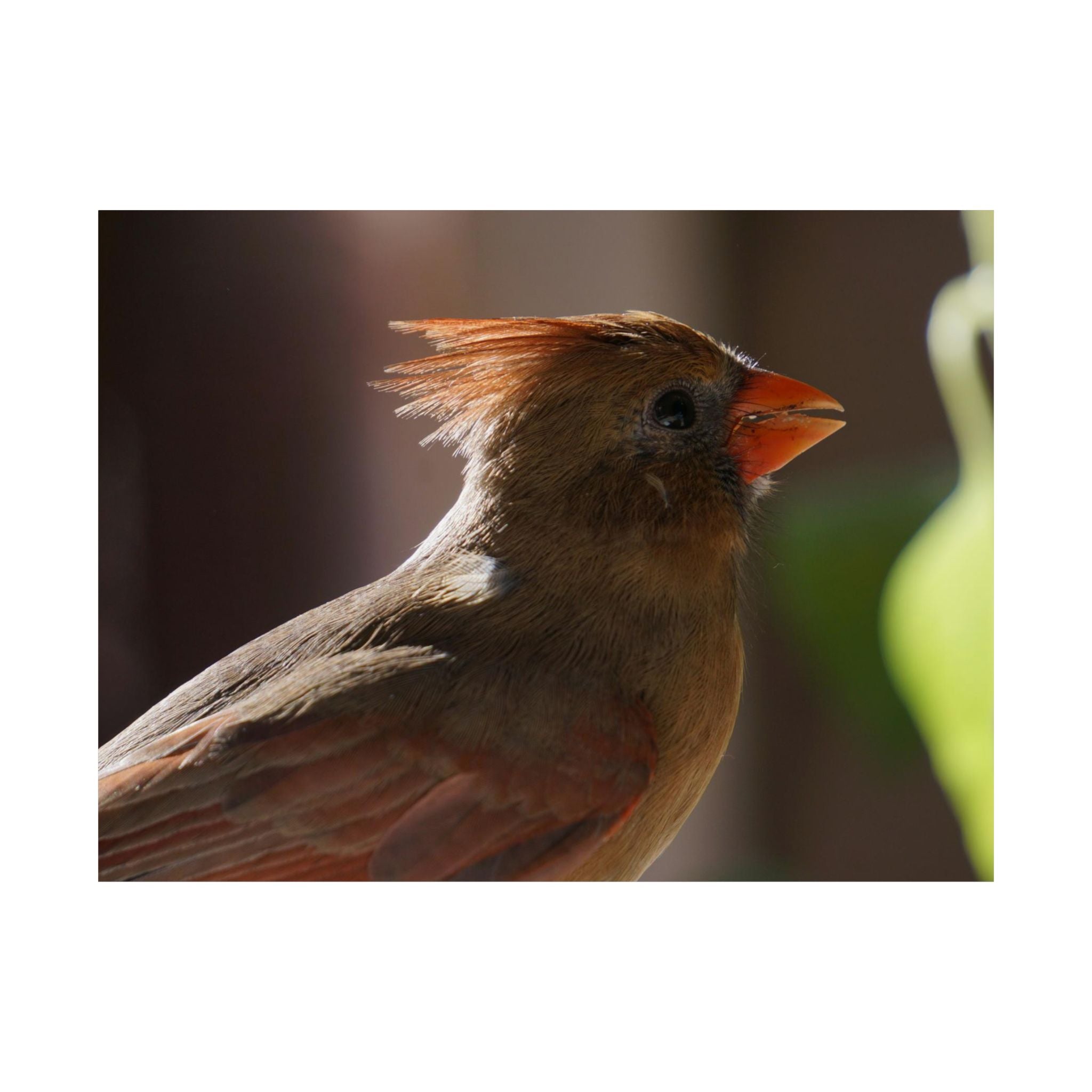 Profile Of A Cardinal poster