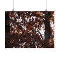 Looks Like Fall poster