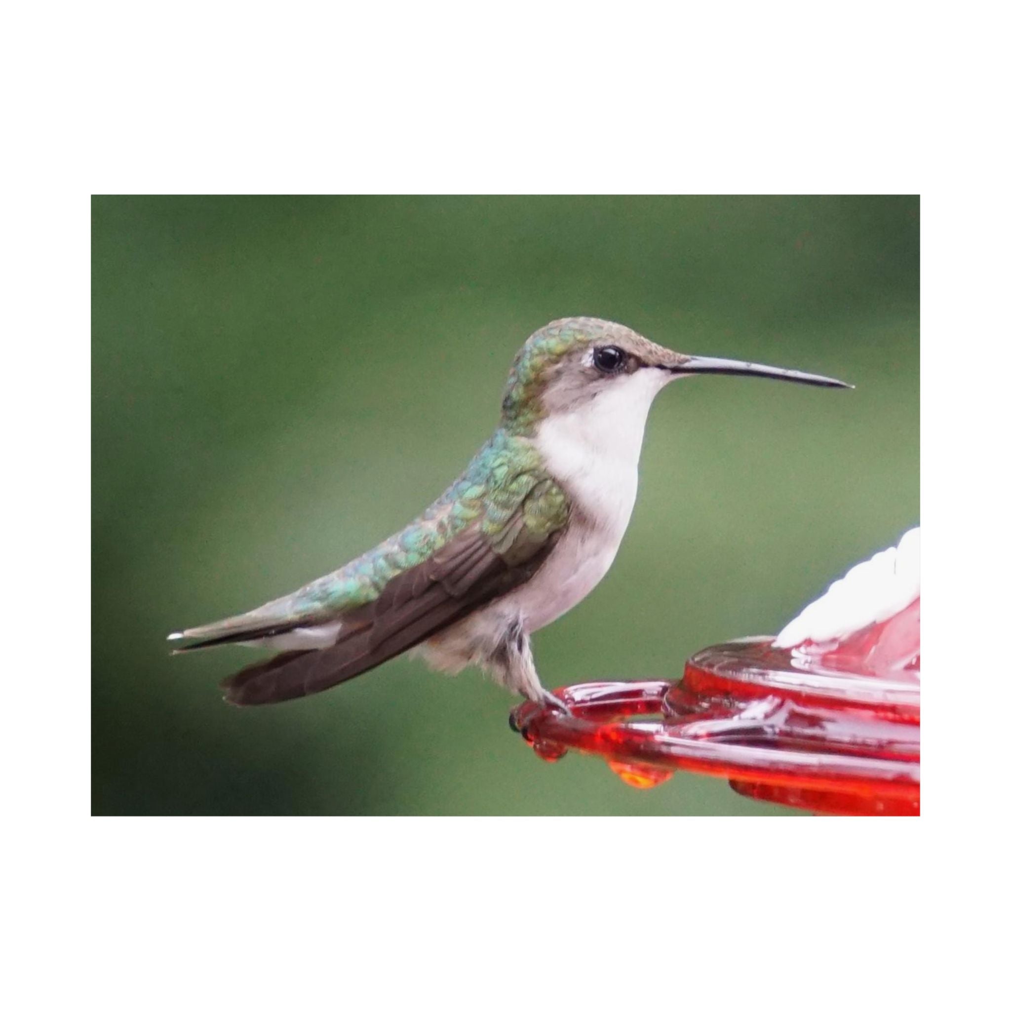 The Hummingbird poster