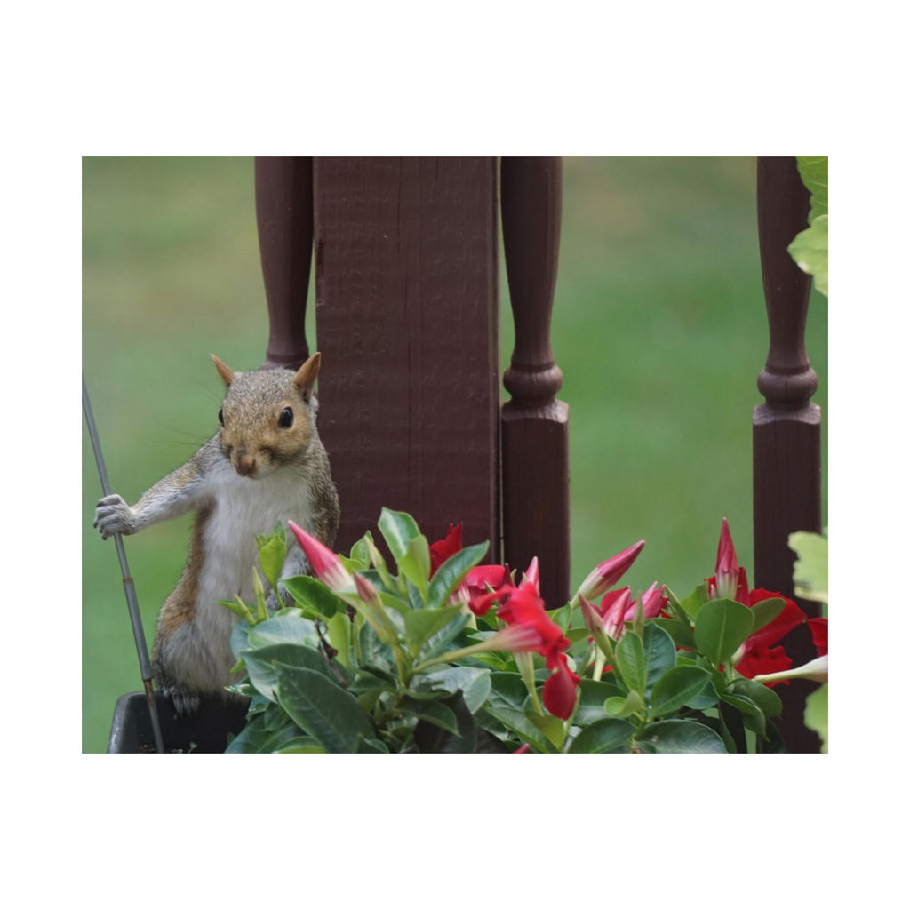 Searcher Squirrel poster