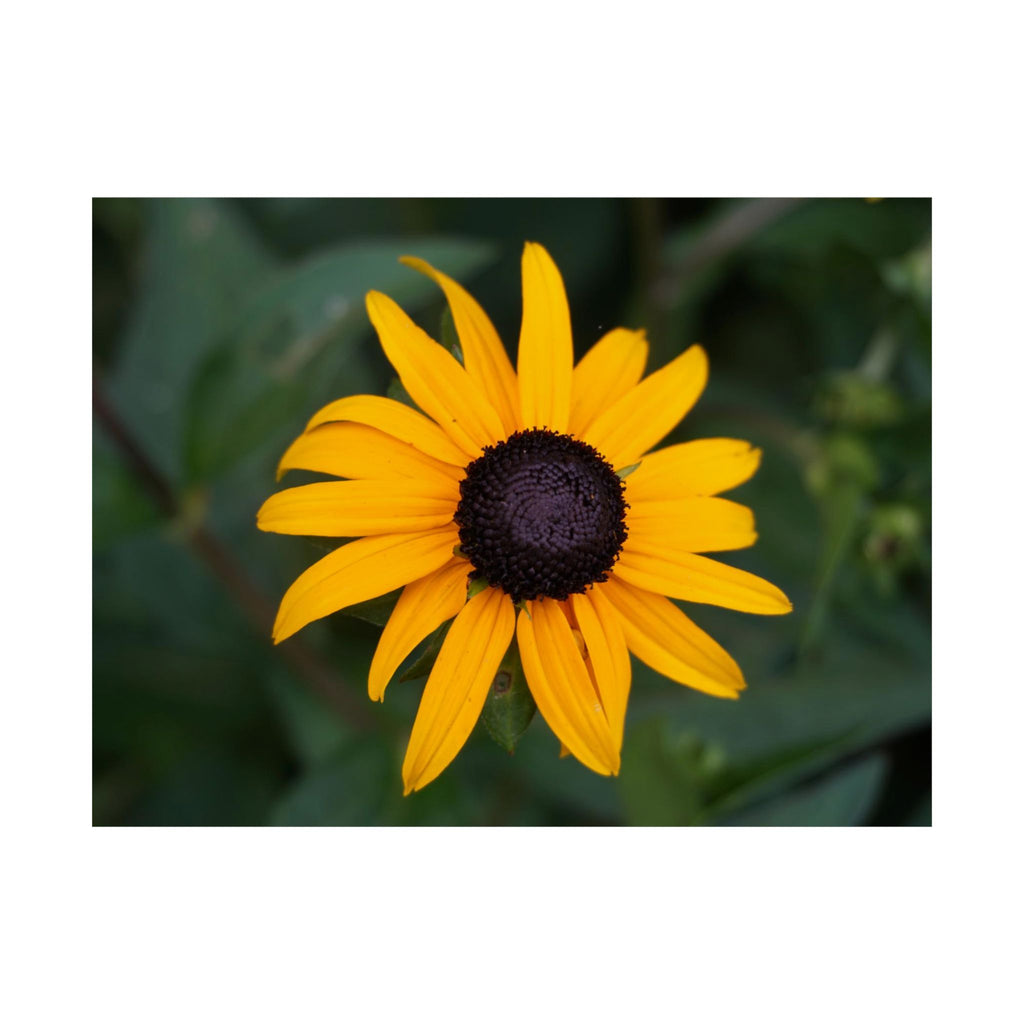 Sunshine Garden poster