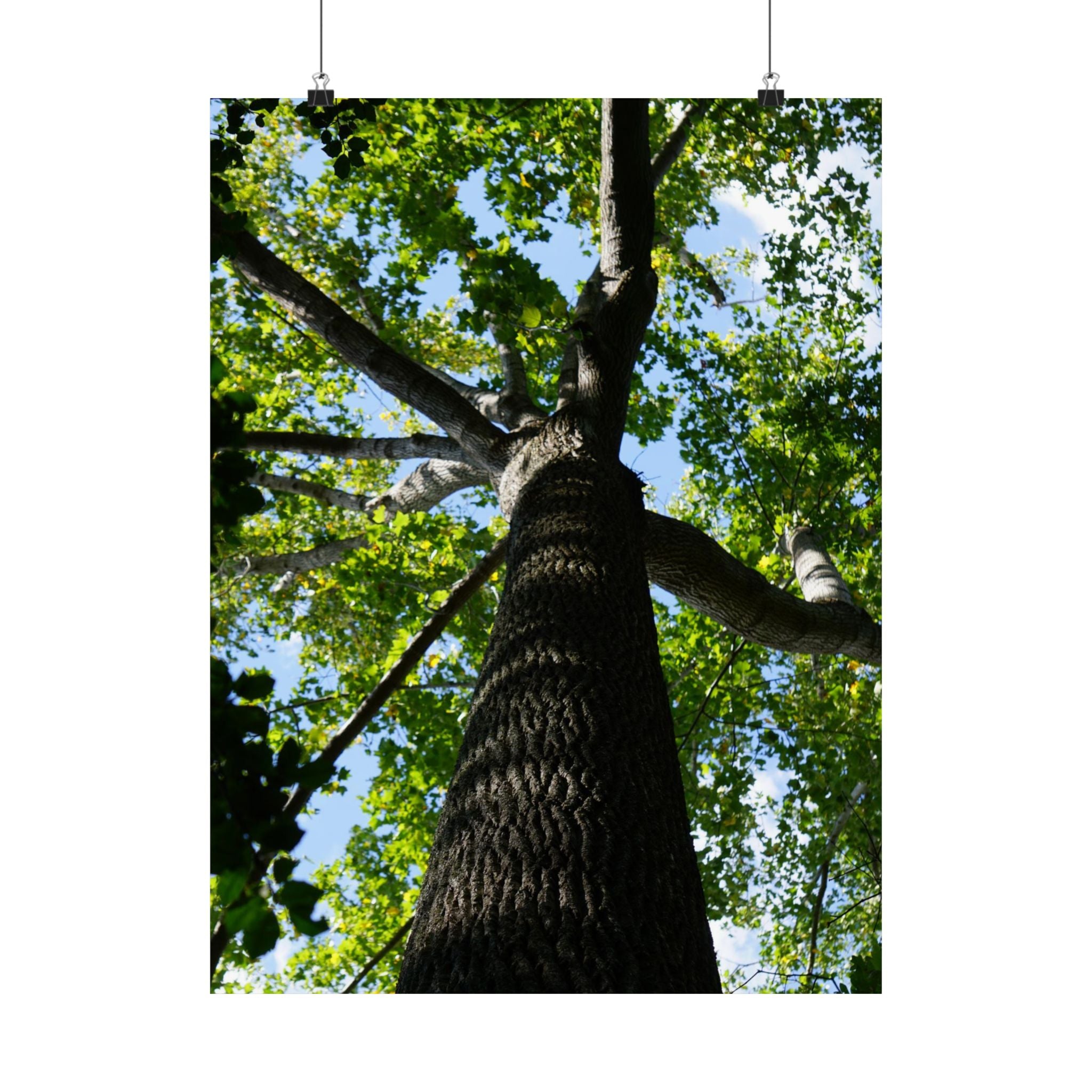 The Treetop poster