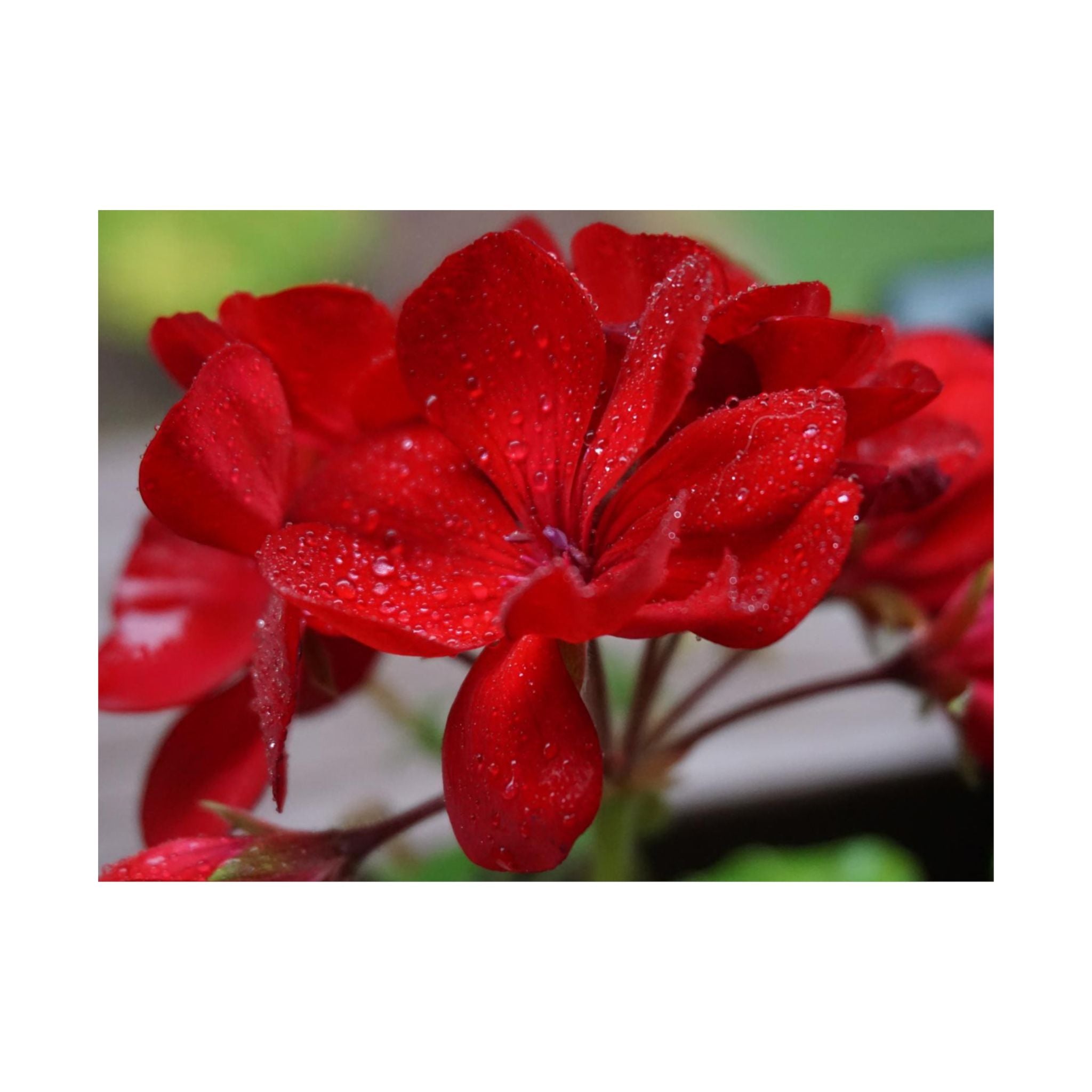 Drops Of Petals poster