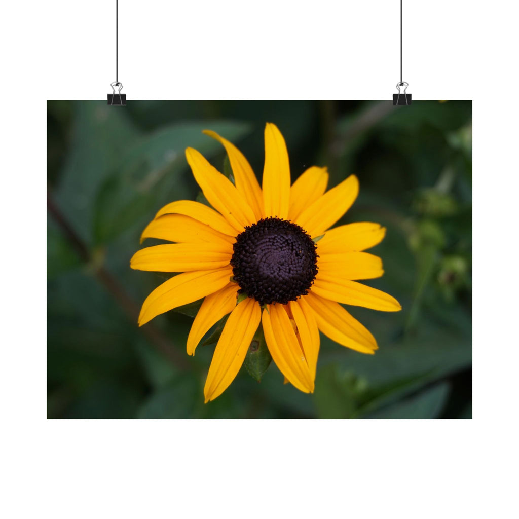 Sunshine Garden poster