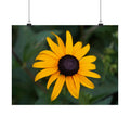 Sunshine Garden poster