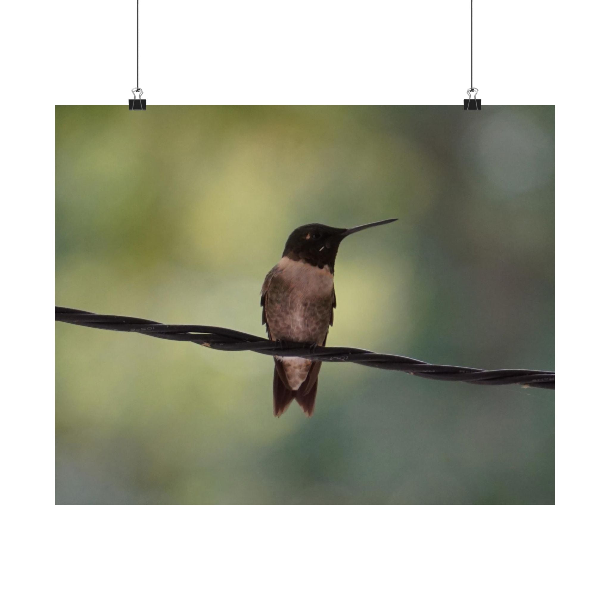 Hanging Out Hummingbird poster