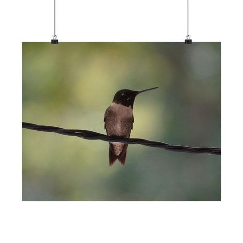 Hanging Out Hummingbird poster