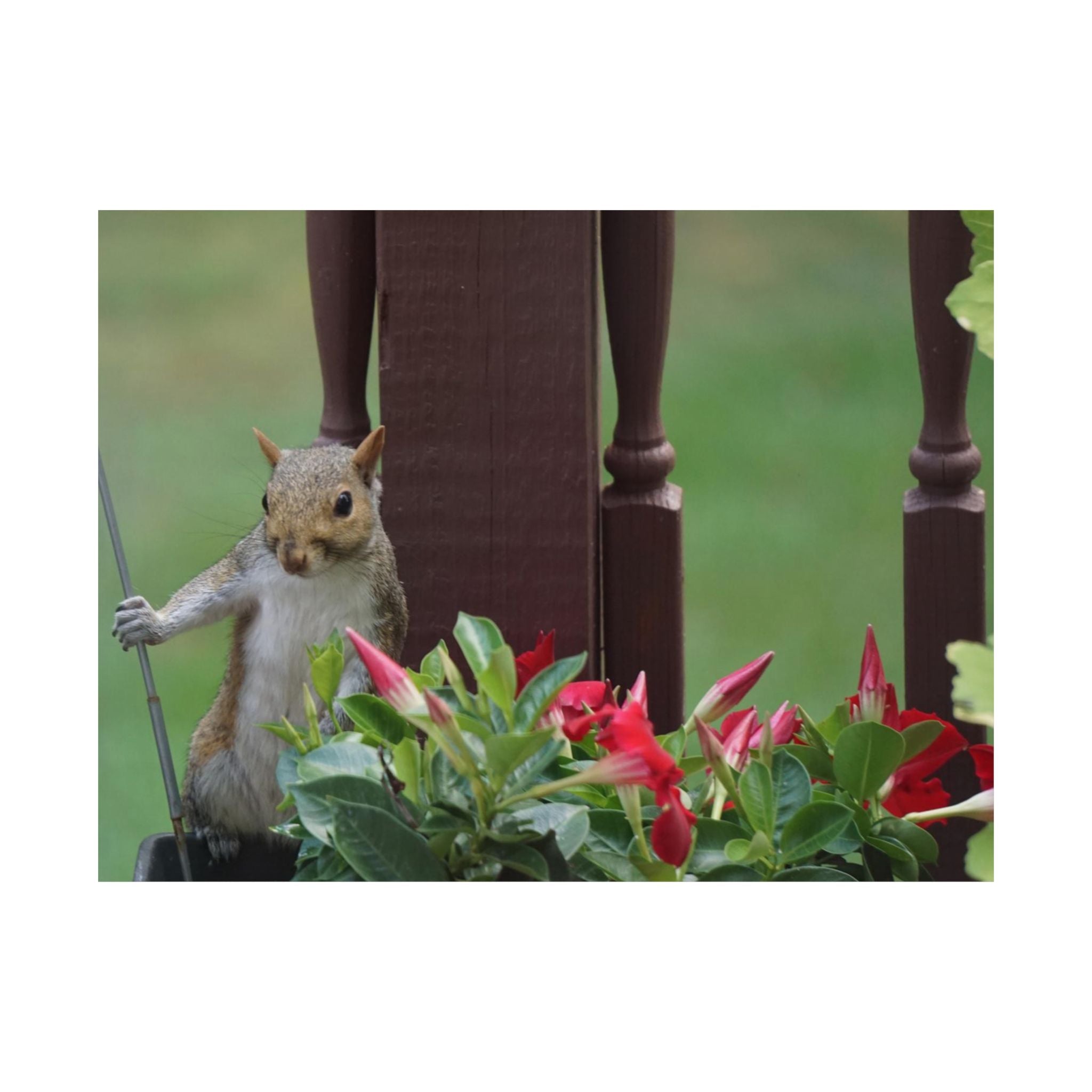 Searcher Squirrel poster