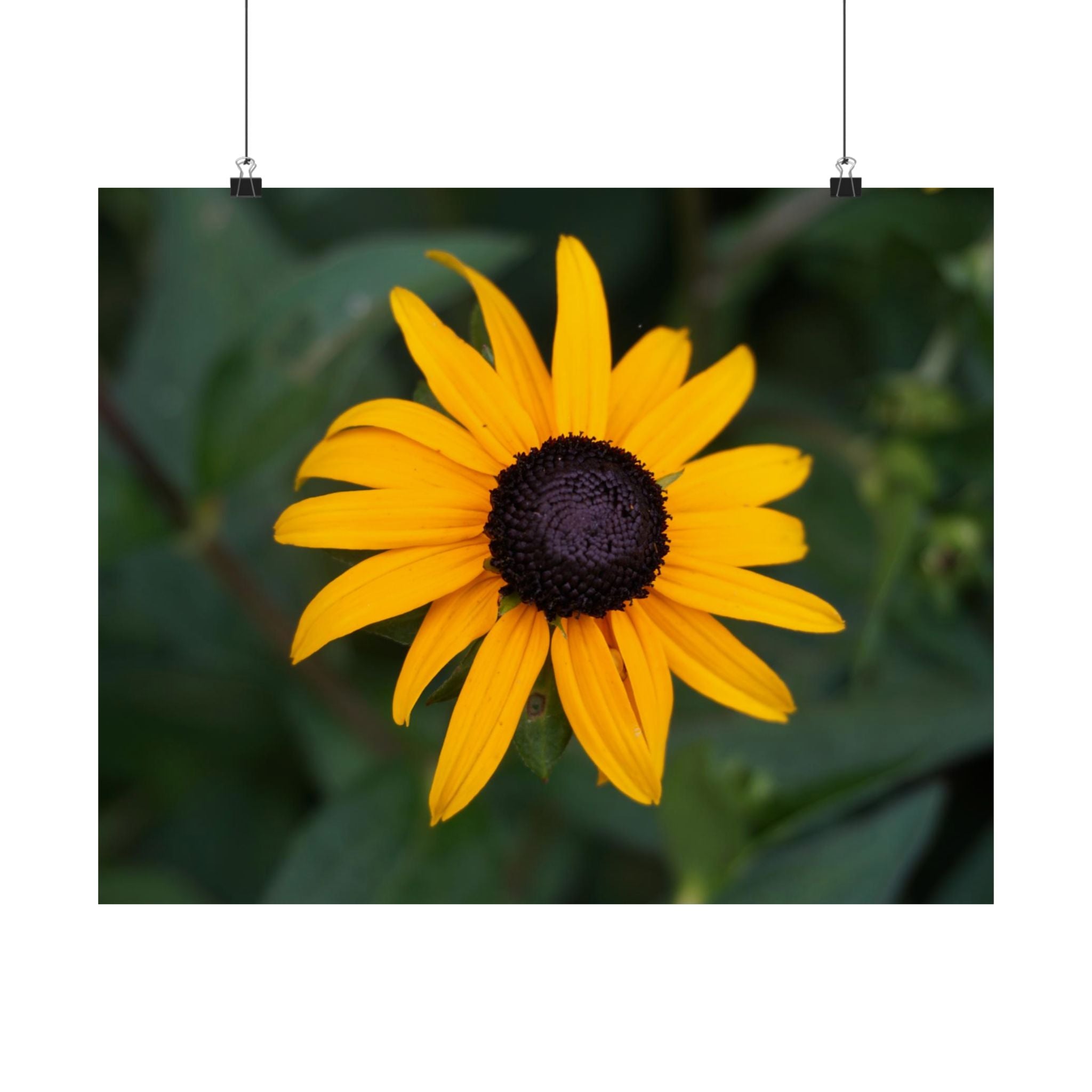 Sunshine Garden poster