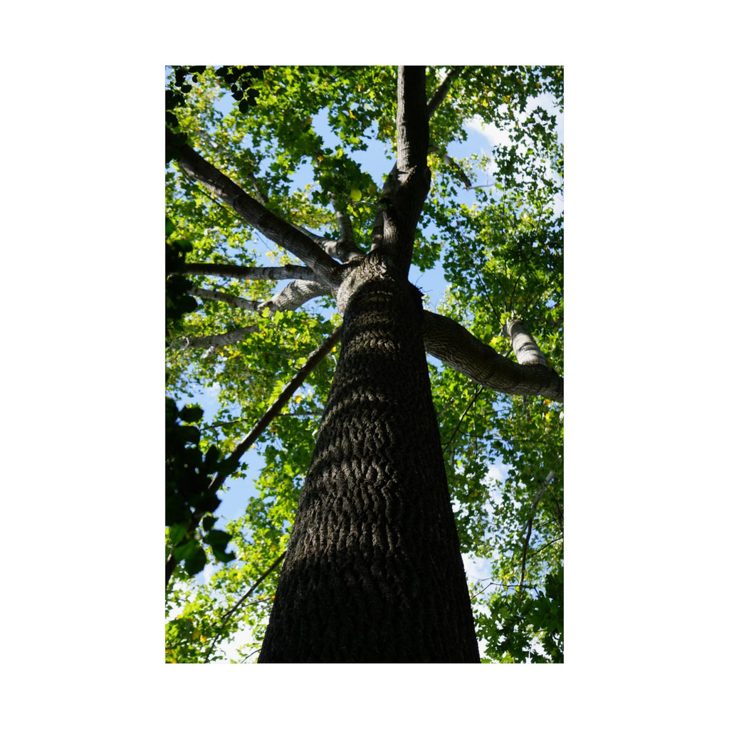 The Treetop poster
