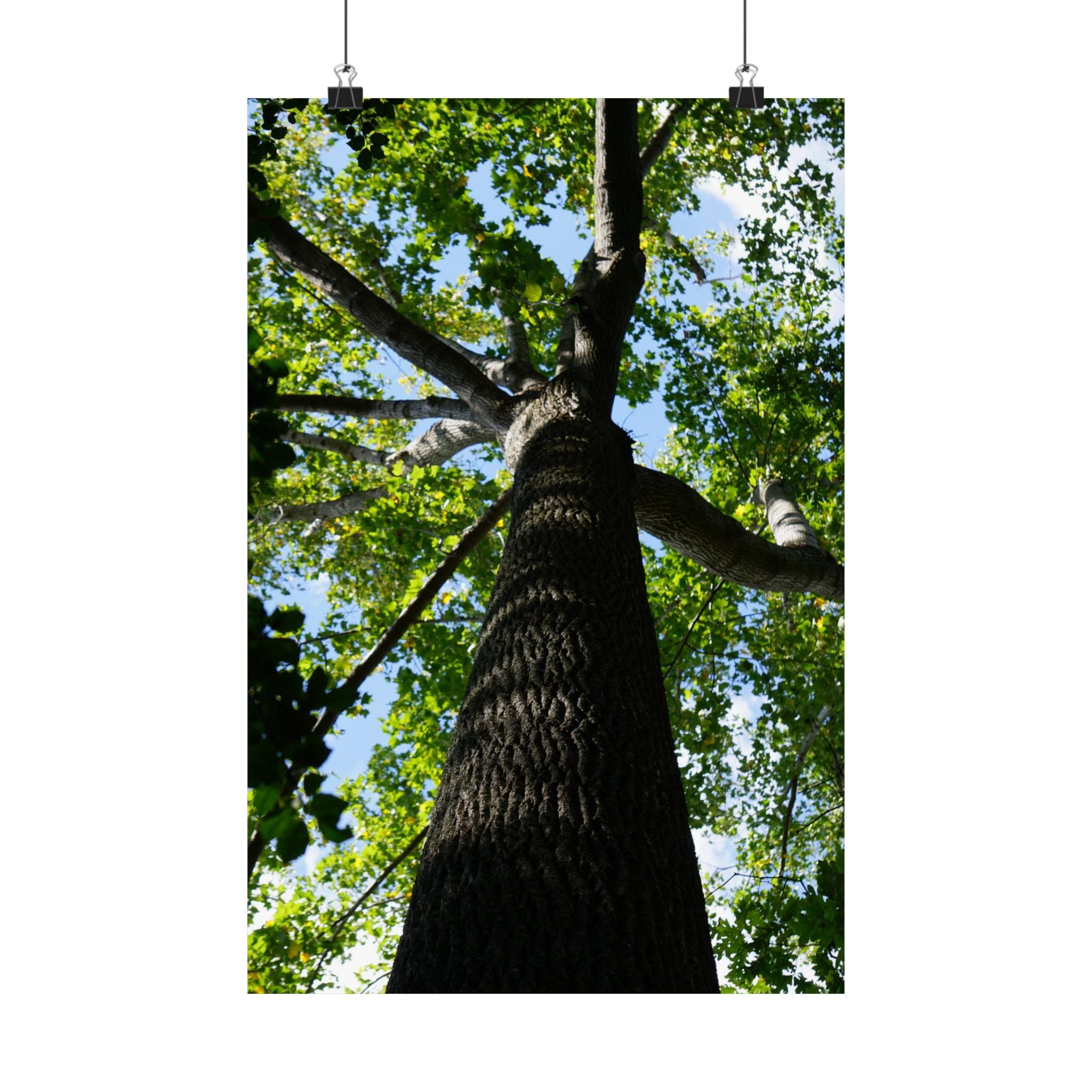 The Treetop poster