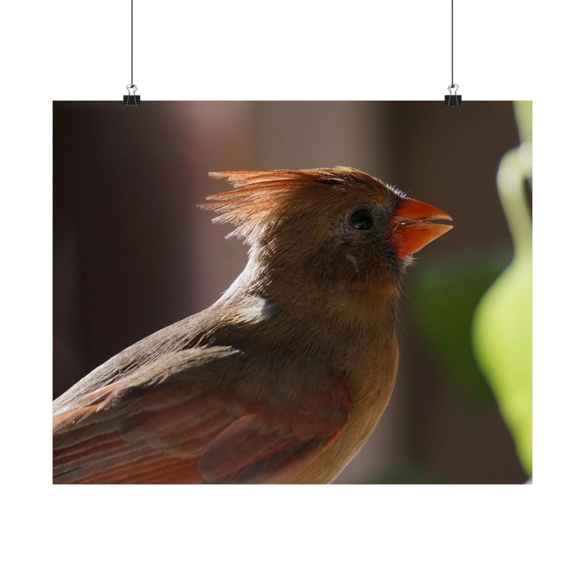 Profile Of A Cardinal poster