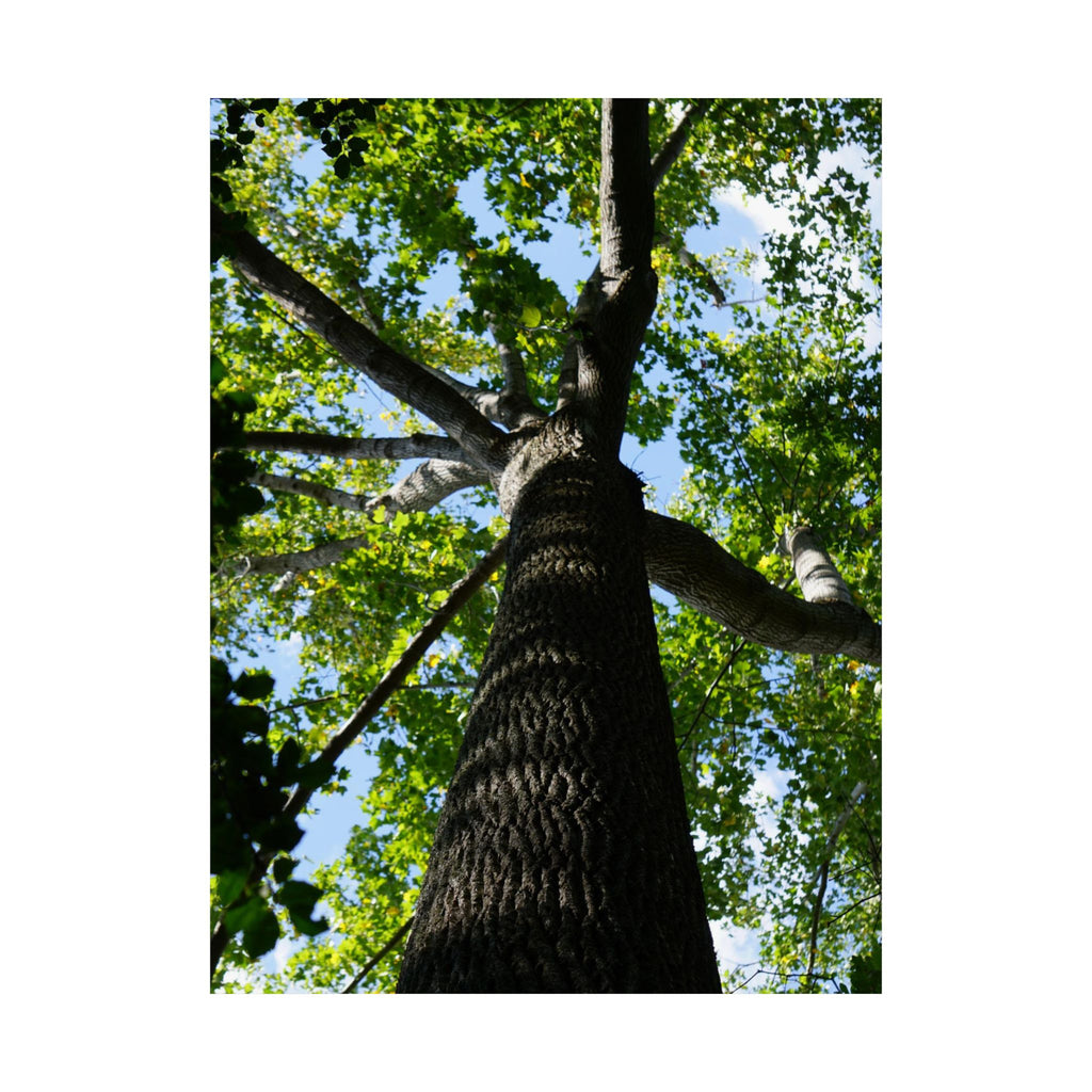The Treetop poster