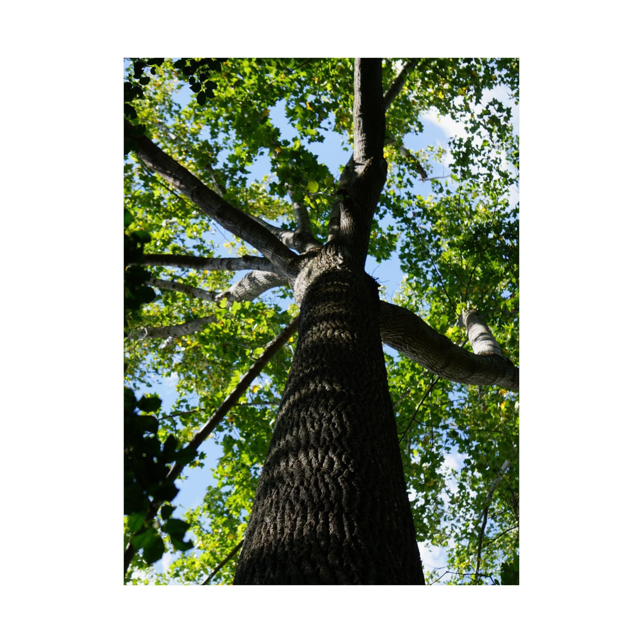 The Treetop poster
