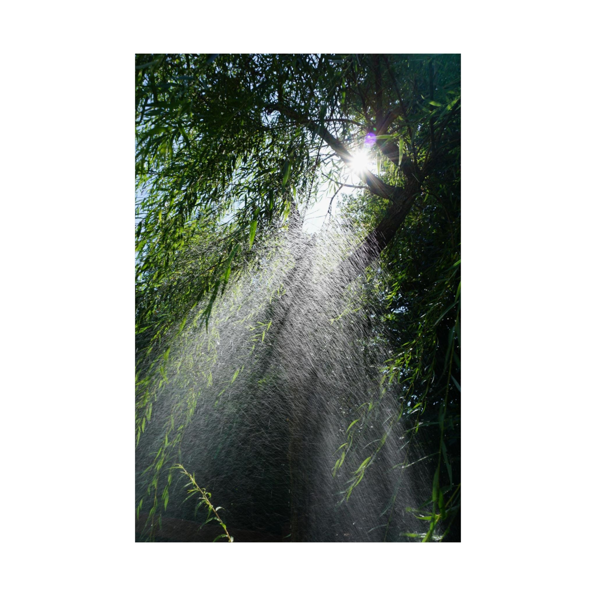 Sprinkled Through Branches poster