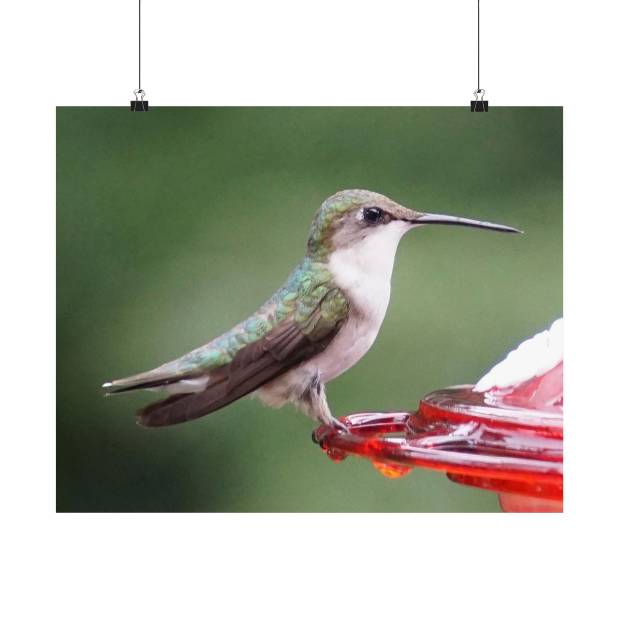 The Hummingbird poster