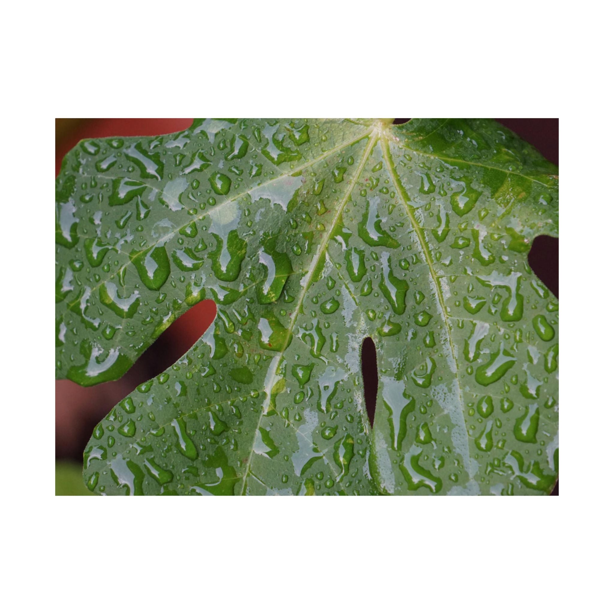 Fig Tree Tears poster